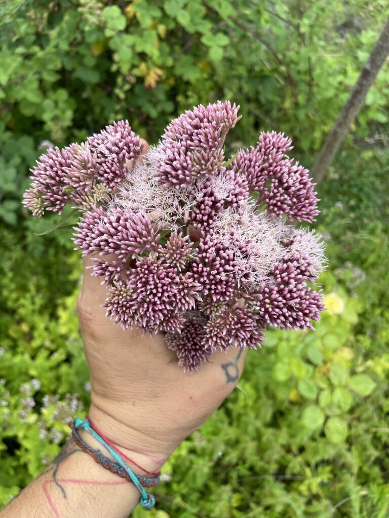 The Monk Garden | Wildkräuter Wanderungen